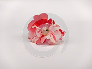 Beautiful ref flower  on white background photo