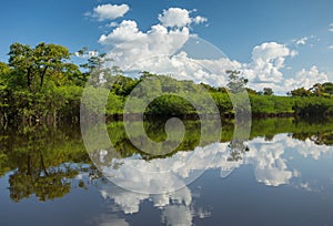 Beautiful Reflection of the Amazon Jungle on Water