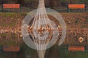 Beautiful Reflection of a Tree and Two Benches on the Lake