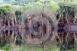 Beautiful reflection of trees in the river - Rio Negro, Amazon, Brazil, South America