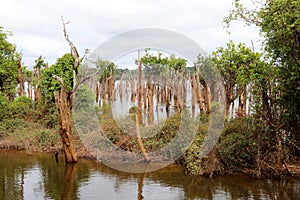 Beautiful reflection of trees in the river - Rio Negro, Amazon, Brazil, South America
