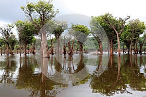 Beautiful reflection of trees in the river - Rio Negro, Amazon, Brazil, South America