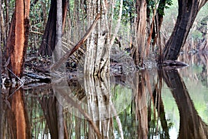 Beautiful reflection of trees in the river - Rio Negro, Amazon, Brazil, South America