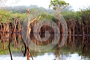 Beautiful reflection of trees in the river - Rio Negro, Amazon, Brazil, South America photo