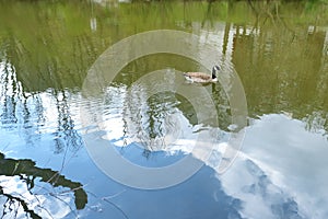 Beautiful reflections of the blue sky, clouds, trees in the water of the lake, pond, the Canadian goose swims, the concept of the