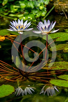 Beautiful Reflections of a Pair of Tropical White Water Lily Flower