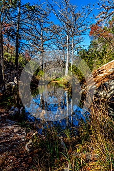 Beautiful Reflections of Winter Cypress Trees on H