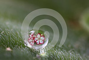 Beautiful reflex of flower in water drop