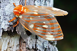 Beautiful Regal Moth with green background.