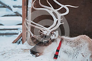 Beautiful reindeer in the ethnic park Nomad