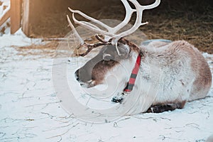 Beautiful reindeer in the ethnic park Nomad