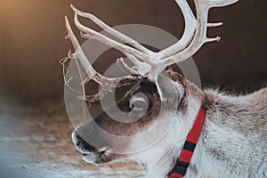 Beautiful reindeer in the ethnic park Nomad