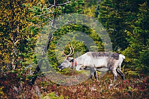 Beautiful reindeer in fall forest in Lapland, Finland