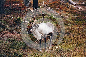 Beautiful reindeer in fall forest in Lapland, Finland