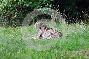 Beautiful Relaxed Cheetah in Zoo