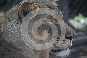 Beautiful relaxing lioness