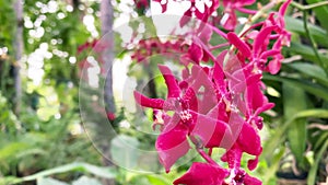 Beautiful of Renanthera coccinea Lour, Beautiful wild orchids in tropical forest.