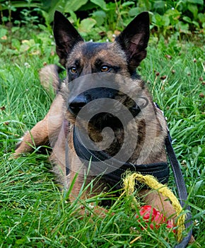 beautiful representative of the Belgian Malinois breed plays in the grass