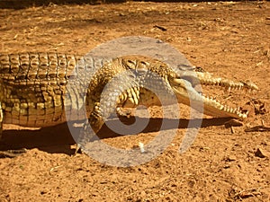 Beautiful reptile, Crocodile attacking with his mouth open, survival wildlife scene in Kenya, Africa