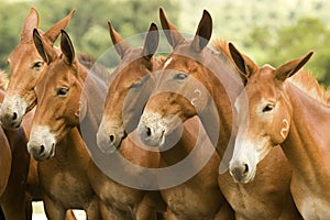 Breeding mules on farm pasture with blurred background photo