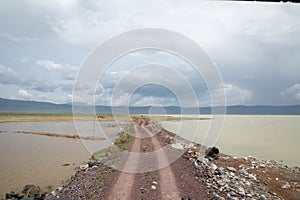 beautiful reserved African landscape with animals near the road in the crater of the Ngorongoro volcano in Tanzania.