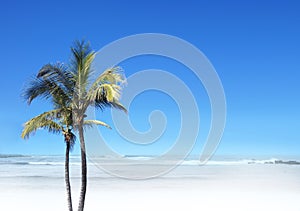 A beautiful resort view of a palm tree on a beach