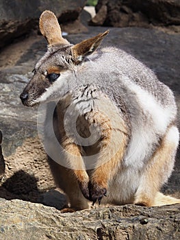 Beautiful resplendent Yellow-Footed Rock-Wallaby.