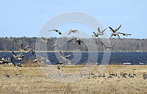 Goose birds in flood field, Lithuania