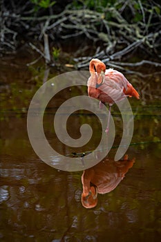 Beautiful resting pink flamingo (Phoenicopteridae)