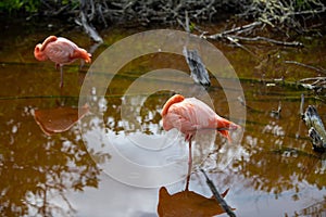 Beautiful resting pink flamingo (Phoenicopteridae)