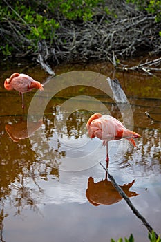 Beautiful resting pink flamingo (Phoenicopteridae)