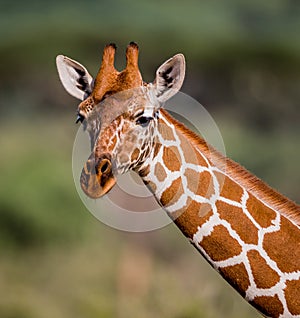 Beautiful reticulated giraffe in close up shot in Samburu