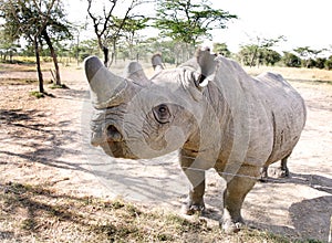 A beautiful Rhino at orphanage of Ol Pejeta Conservancy, Kenya
