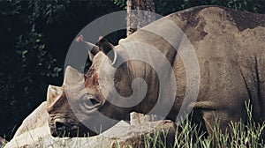 Beautiful rhino at the yokohama zoo.