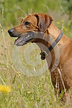 Beautiful Rhodesian Ridgeback dog