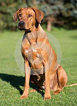 Beautiful Rhodesian Ridgeback dog sitting outside