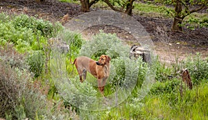 Beautiful Rhodesian Ridgeback dog, standing in overgrown shrubs and looking to left