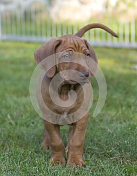 Beautiful Rhodesian Ridgeback puppy