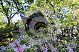 Beautiful Rhododendron blossom at Descanso Garden photo