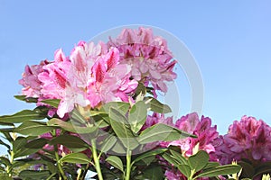 Beautiful Rhododendron in a blue sky