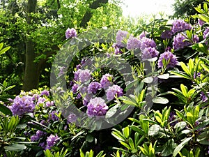 Beautiful Rhododendron flower bushes in a garden