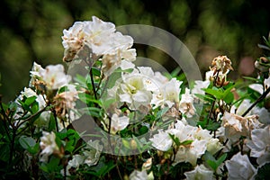 beautiful Rhododendron flowers