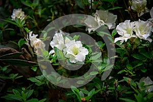 beautiful Rhododendron flowers