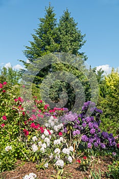 Beautiful rhododendron flowers in a botanic garden