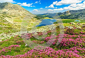 Beautiful rhododendron flowers and Bucura mountain lakes,Retezat mountains,Romania