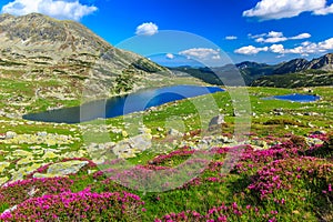 Beautiful rhododendron flowers and Bucura mountain lakes,Retezat mountains,Romania