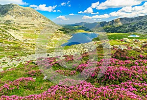 Krásny alpská ruže kvety a hora jazera hory rumunsko 