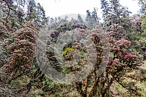 Beautiful rhododendron forest