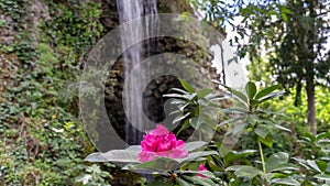 Beautiful Rhododendron with large pink flowers and behind it a magnificent waterfall