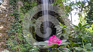 Beautiful Rhododendron with large pink flowers and behind it a magnificent waterfall